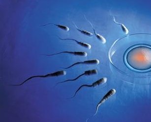 人工受孕能够择性别吗？费用要花多少钱？