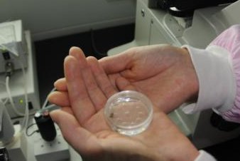 试管移植是胚胎放越多越好吗？试管婴儿助孕胚胎移植的越多越好吗？